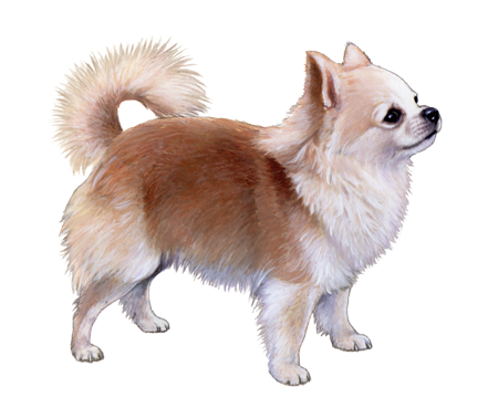 Chihuahua mix