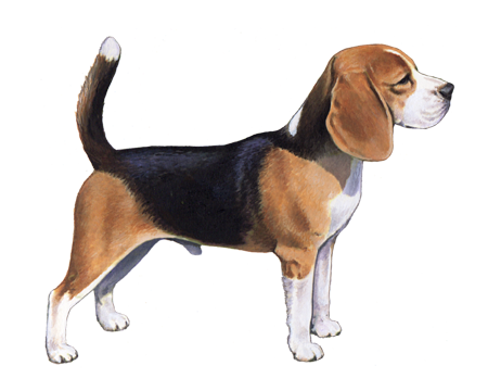 beagle